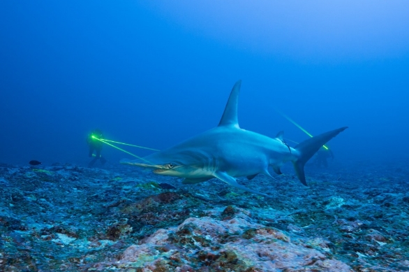 宝珀深潜器Bathyscaphe腕表（图）